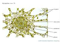 04_Myriophyllum x100_labels.jpg